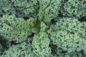 fresh cabbage green leaves