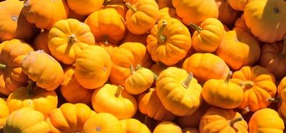 yellow pumpkin on a heap