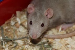 domestic rat close-up
