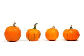harvest of pumpkins for helloween