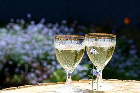 two glasses of champagne in nature