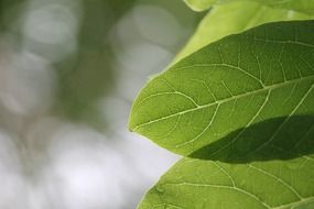 leaves in botanical park