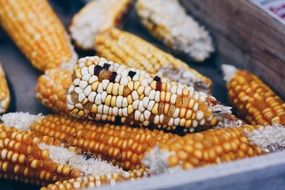 Healthy corn cobs
