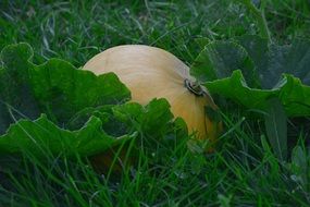 big pumpkin in kitchen garden