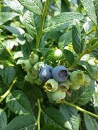 fresh blueberry in wood close-up