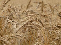 dry wheat field in summer