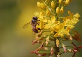 bee collects pollen from yellow flowers
