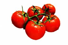 five red tomatoes on a green branch