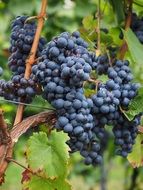 blue wine berries