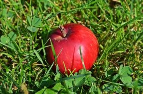 red apple in green grass in bright sun