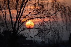 orange sunset outlines of trees