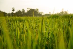 green rice field in asia
