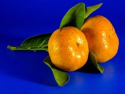 two small mandarin on a branch