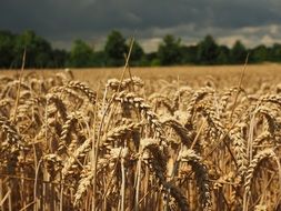 field of wheat cultivation