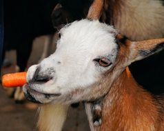 Cute colorful goat gnaws a carrot