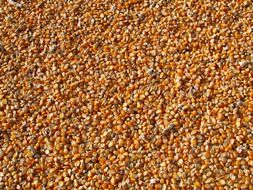 maize seeds, indian corn, background