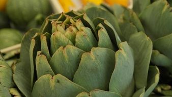 artichokes vegetables