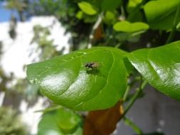 fly on green leaves in the bright sun