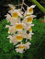 white-yellow orchids on a branch in a botanical garden