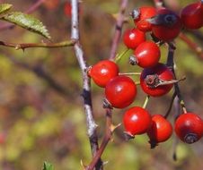 red berries on a bush of wild rose