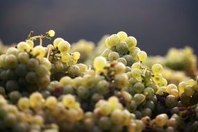 sweet green seedless grapes