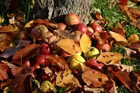 Apples in the orchard