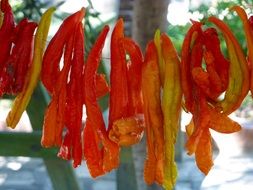 hanged chili peppers drying on sun