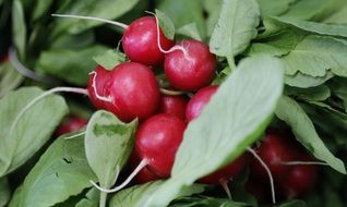 red radish with greens on the market
