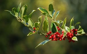 berries of the Christmas plant