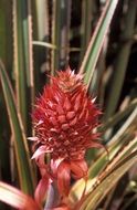 tropical red pineapple