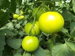 green tomatoes grow in the garden