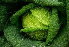 green vegetable freshness