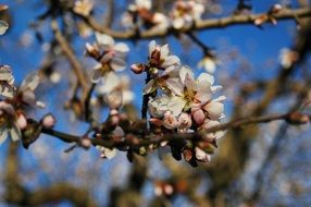 almond tree blooms