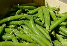 green peas in pods