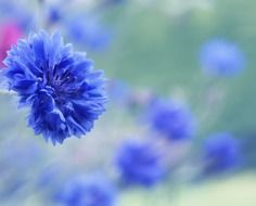 Blue beautiful blossoming cornflowers