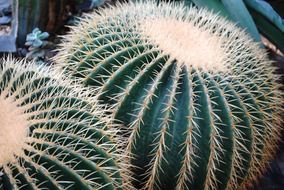 spiny round cactus