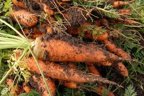 fresh orange carrot plant close-up