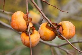 kaki plum