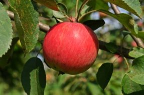 red apple on the branch