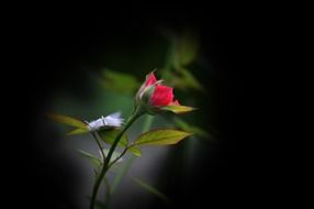 white feathers on leaves of red rose