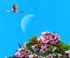 tree branch with pink flowers in blue sky