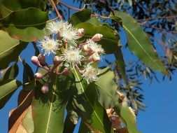 Eucalypyus flower is on the tree in nature, australia