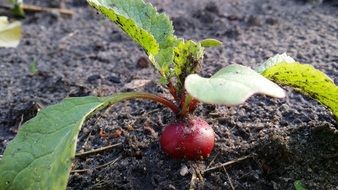 garden vitamins vegetables