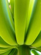 green banana fruits on plant