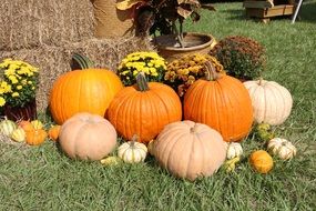 variety of pumpkins on a green lawn under the bright sun