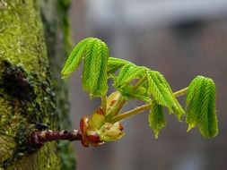 young leaves in bud