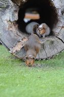 sweet guinea pig in motion