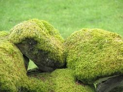 green moss on the rocks close-up