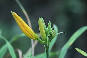 organic flower before bloom macro