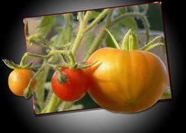 delicious tomatoes yellow and red
